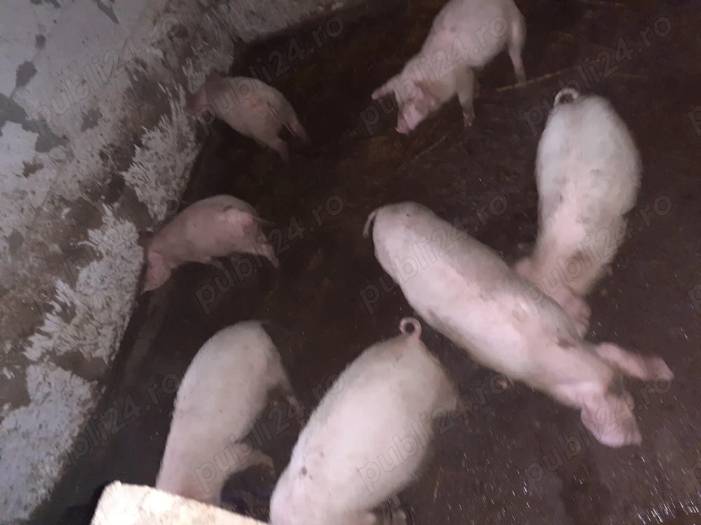 Vând purcei de 3 luni