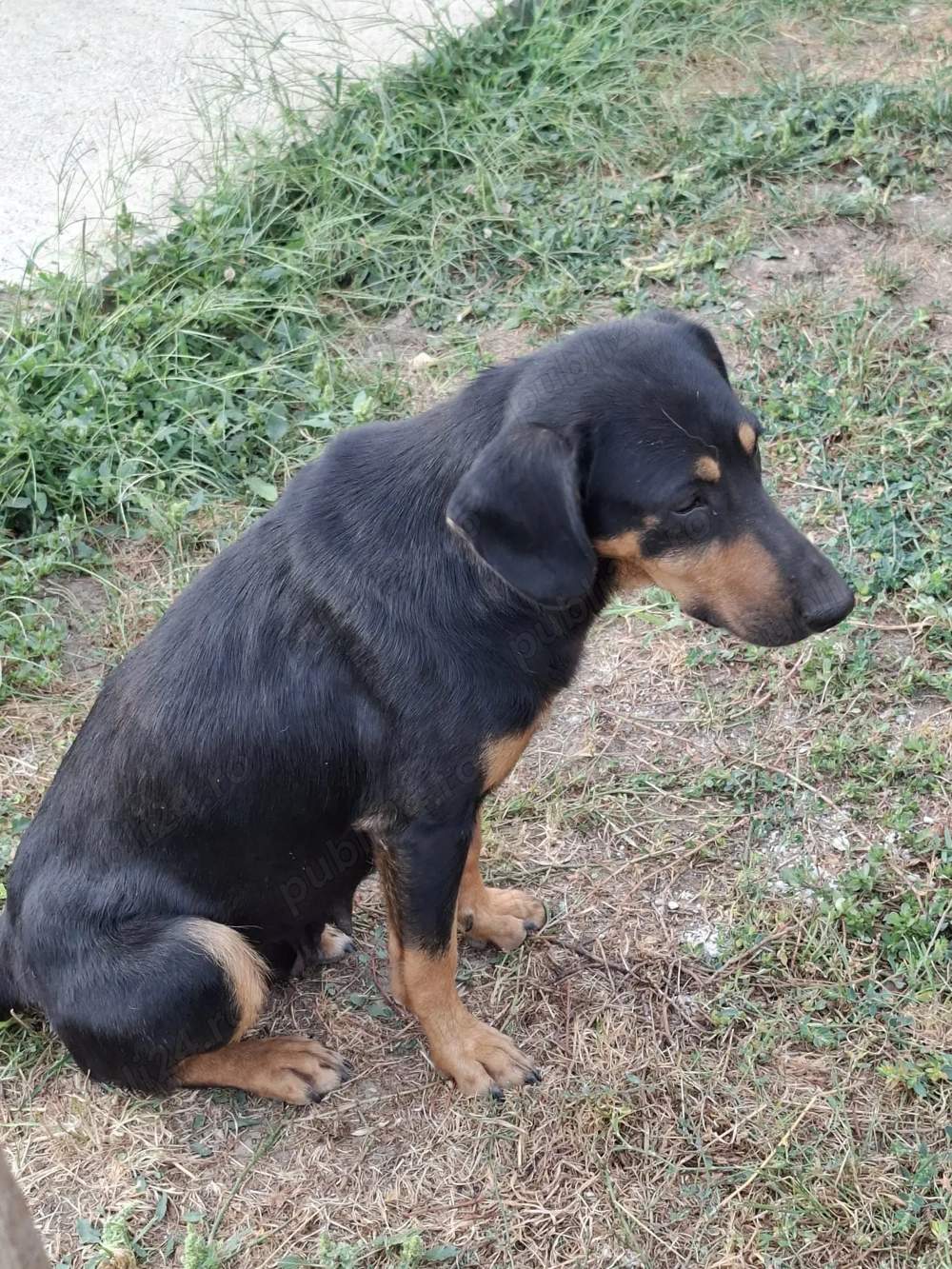 Laica isi cauta familie