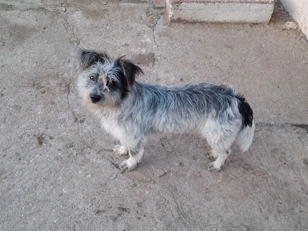 catel si catelusa de 1 an pentru adoptie