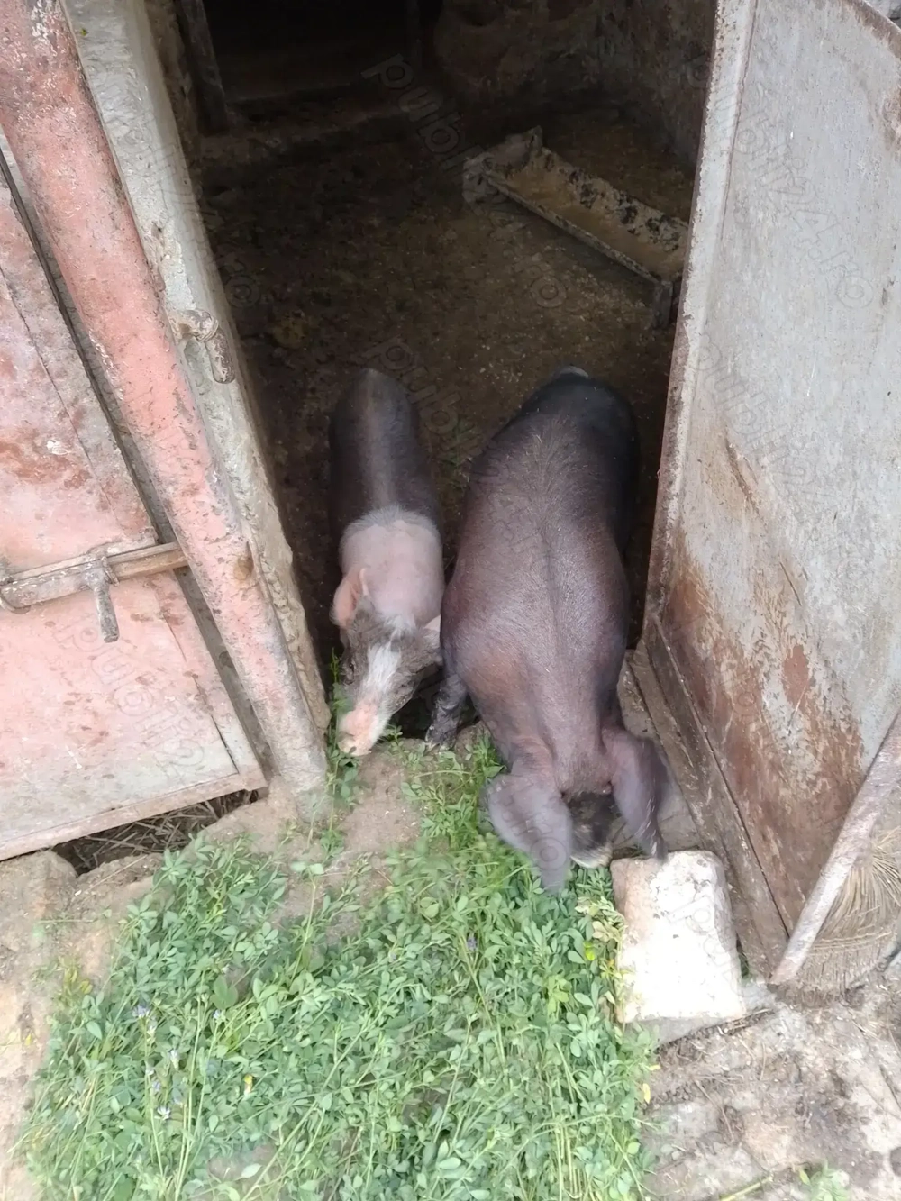 Purcei de vânzare  Purcei de vânzare