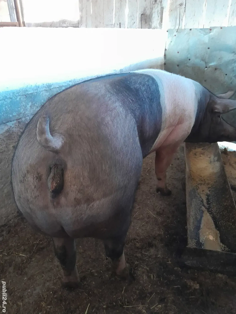 Vând Purcea BAZNA cu Pietrean .