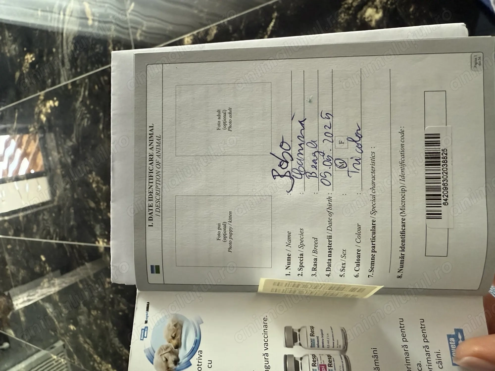 Beagle 5 luni sanatos !  Beagle 5 luni sanatos !