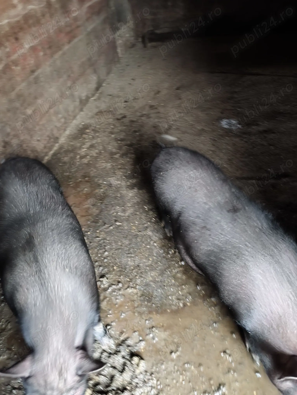 Purcei vietnamezi  de vanzare Purcei vietnamezi  de vanzare