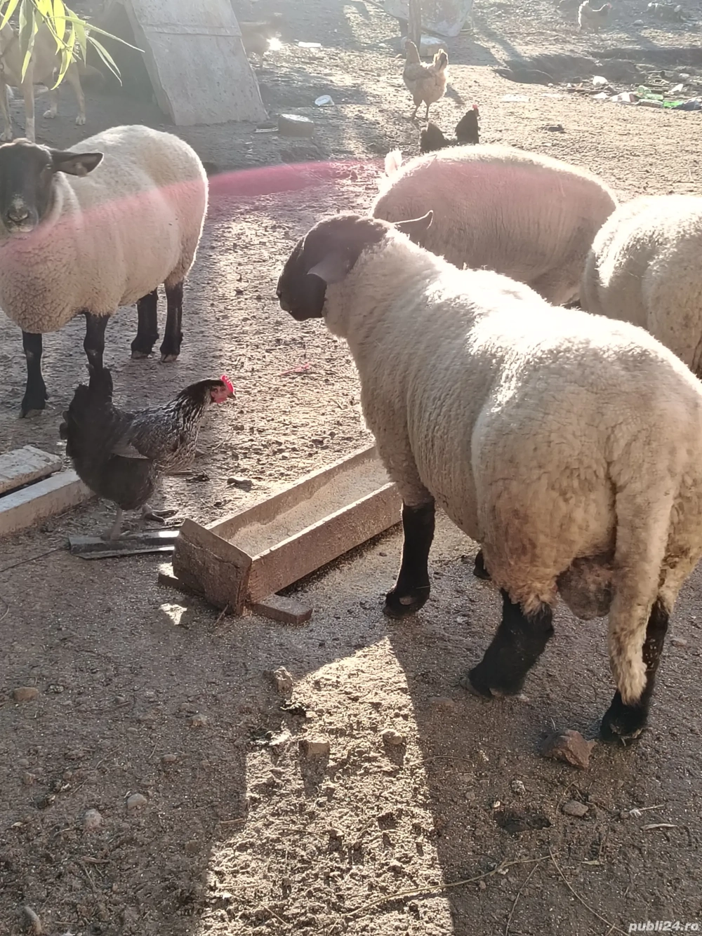 Vând oi rasa sulfoc original  Vând oi rasa sulfoc original