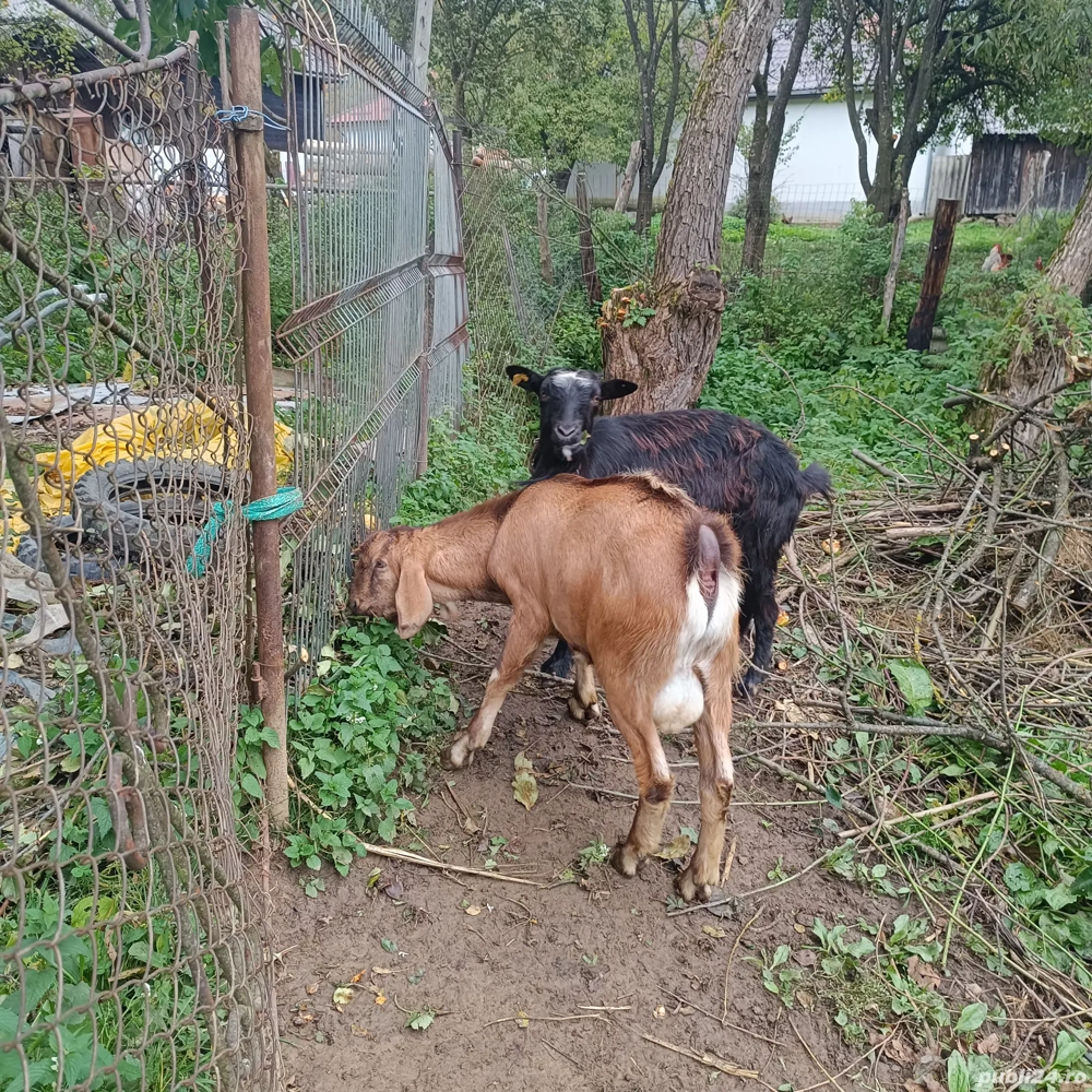 vând un țap și o căpriță  vând un țap și o căpriță