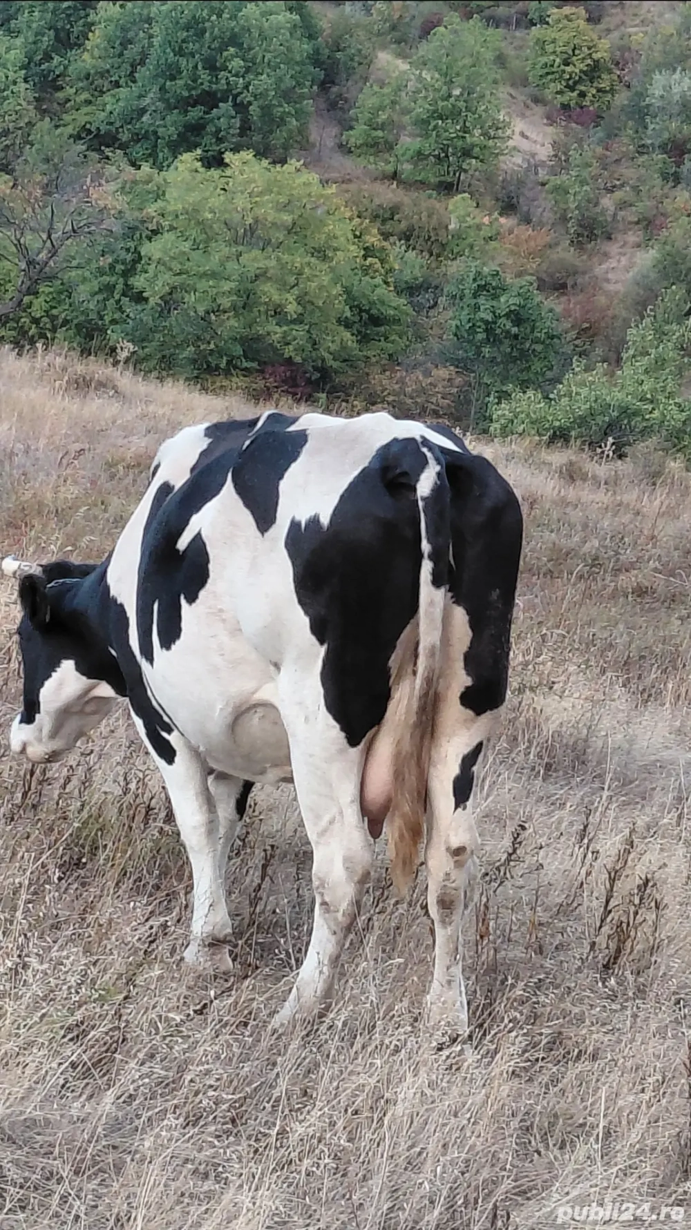 Vand doua vaci Vand doua vaci