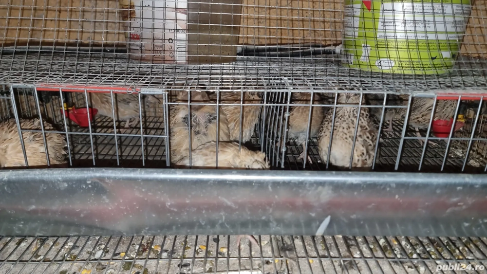 Vand prepelițe  Vand prepelițe