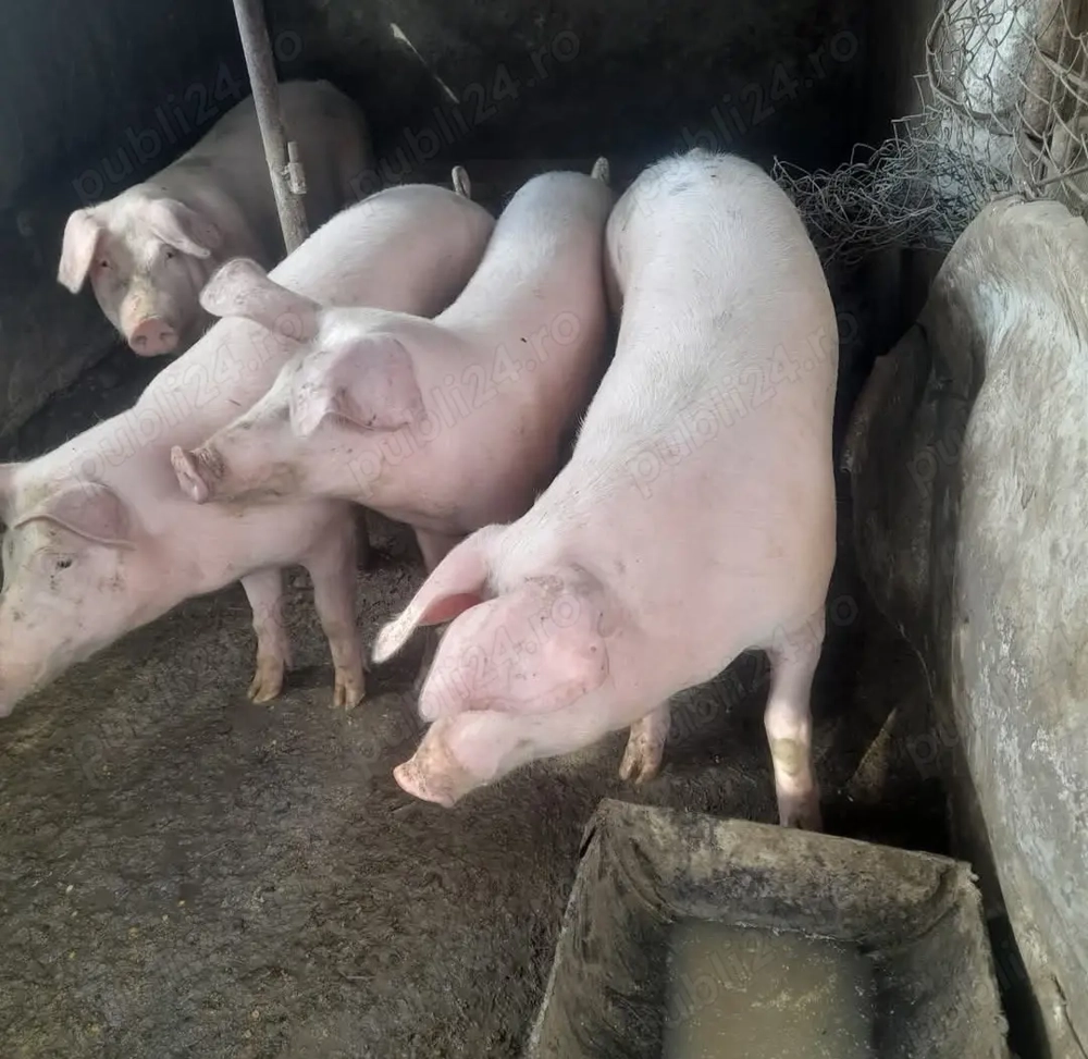 Porci marele alb Proțap sau de Crăciun 