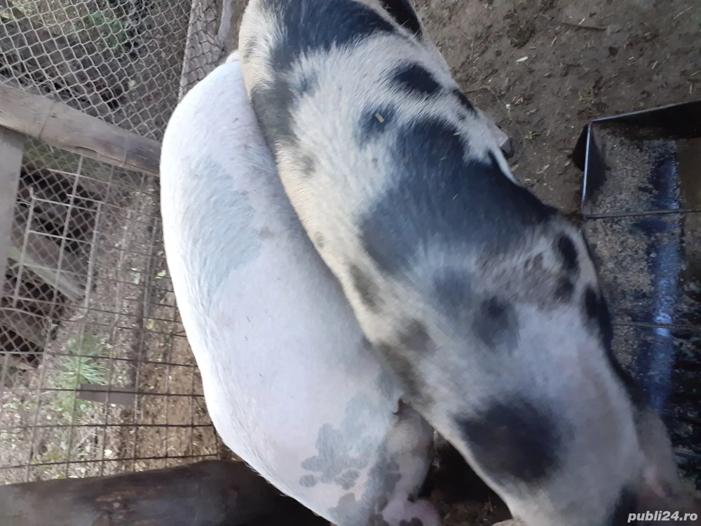 vind porci  vind porci