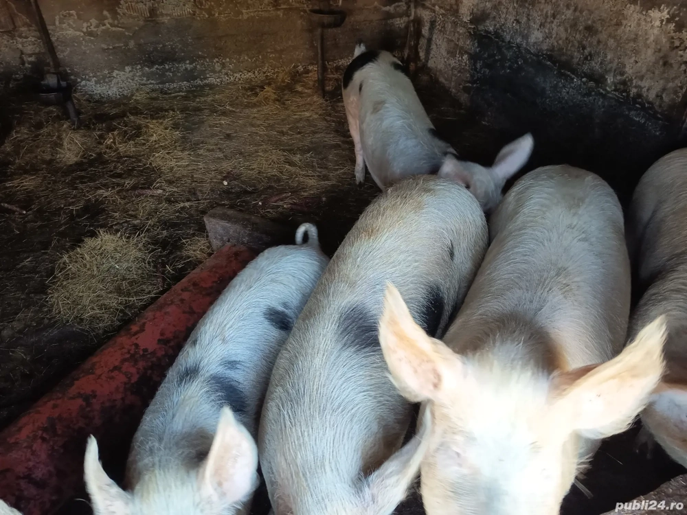 Porci mari de sacrificat 