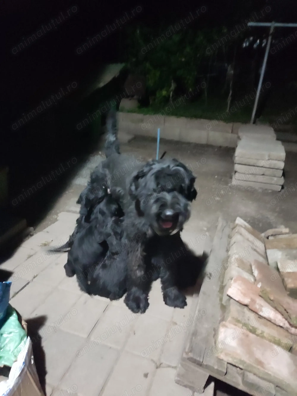 Căței de paza și agrement 