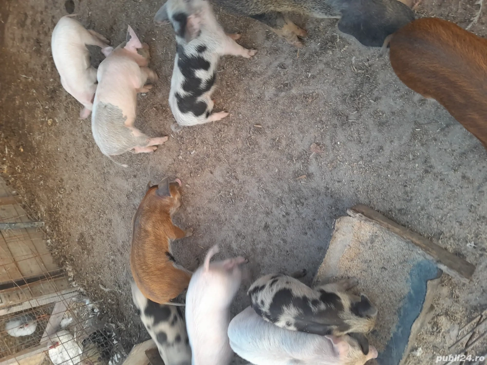 purcei aproape 8 săptămâni  purcei aproape 8 săptămâni