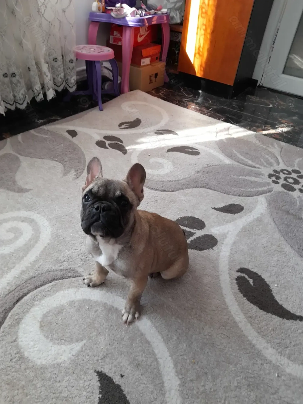 Bulldog francez talie mică 