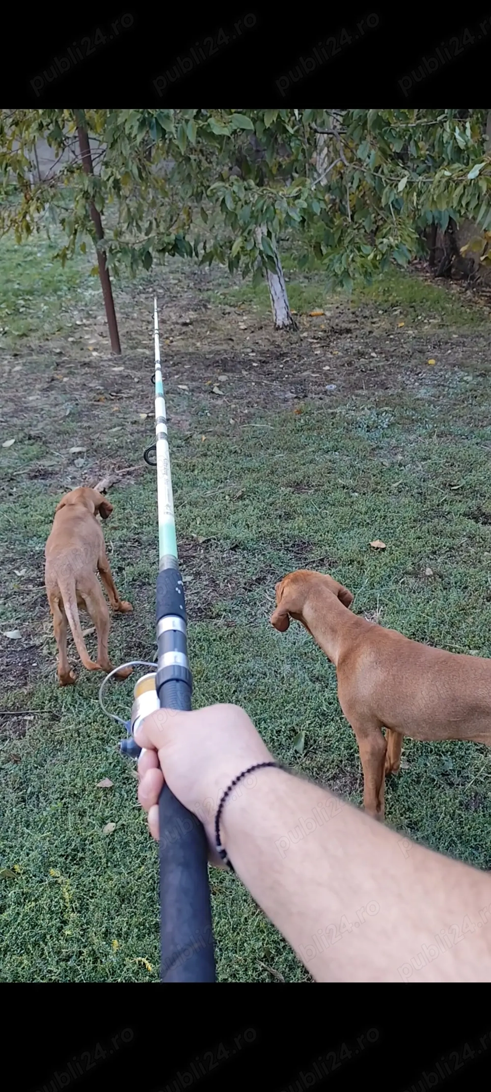 Vizsla maghiara,vârsta 4 luni Vizsla maghiara,vârsta 4 luni