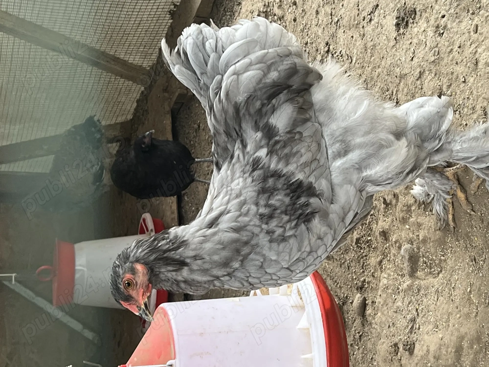 Cocos Brahma Albastru  Cocos Brahma Albastru