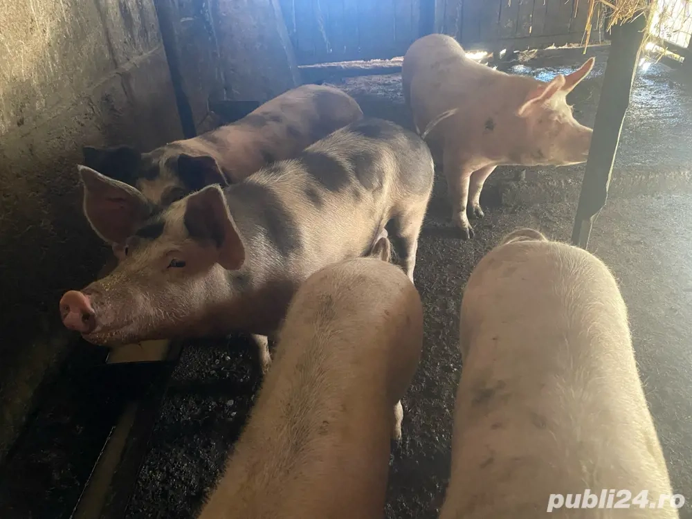 Porci 120-160 kg Porci 120-160 kg