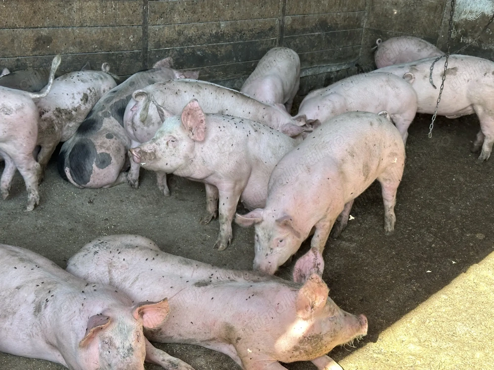 Porci 80-230 kg 