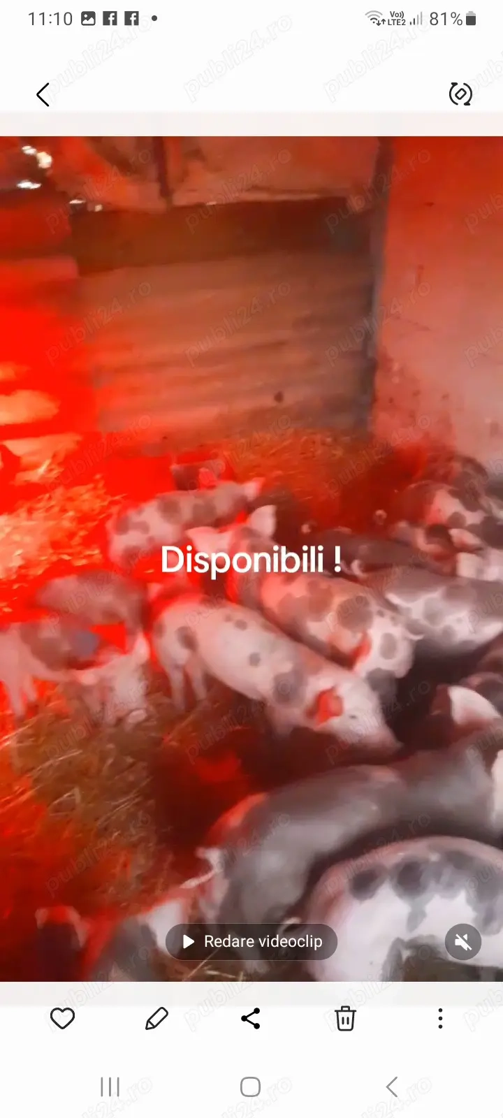 Purcei pietran belgian !