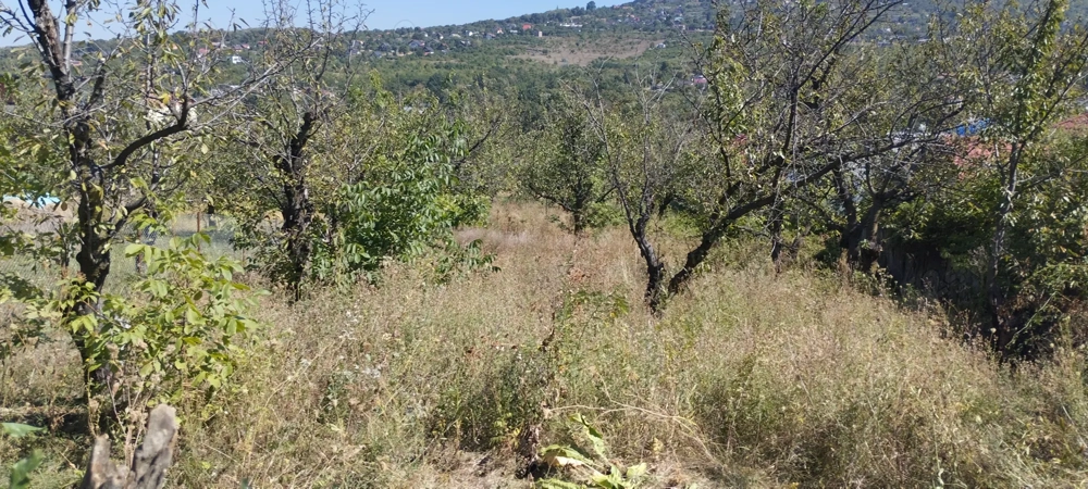 Vind teren intravilan in com Birnova jud Iași bun pentru construcții cu utilități 50euro mptel074680