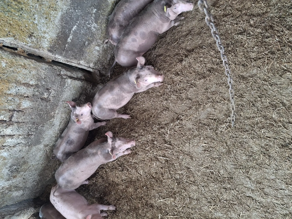 Vând purcei mai mult detalii la   