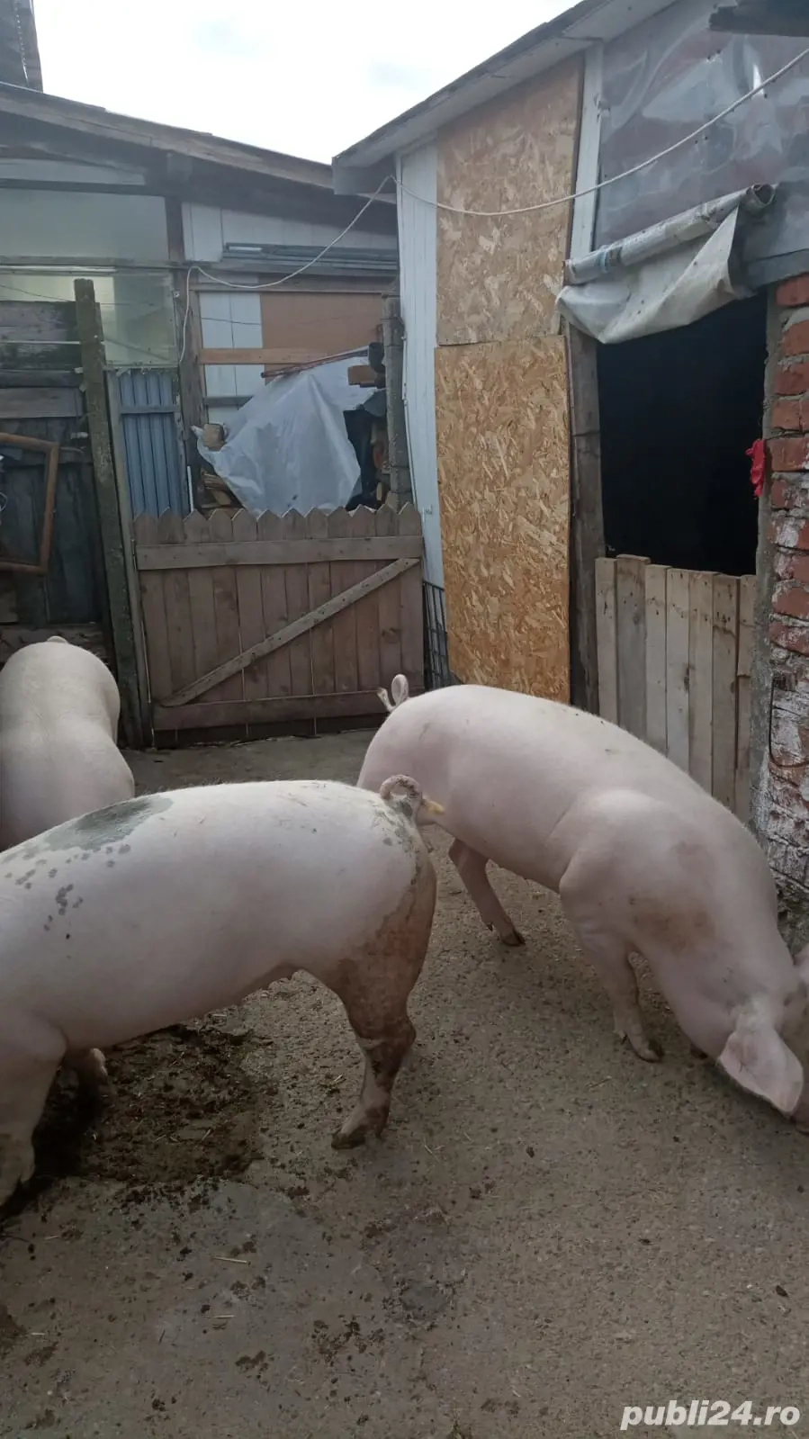 Porci pentru sacrificat 100-130 kg