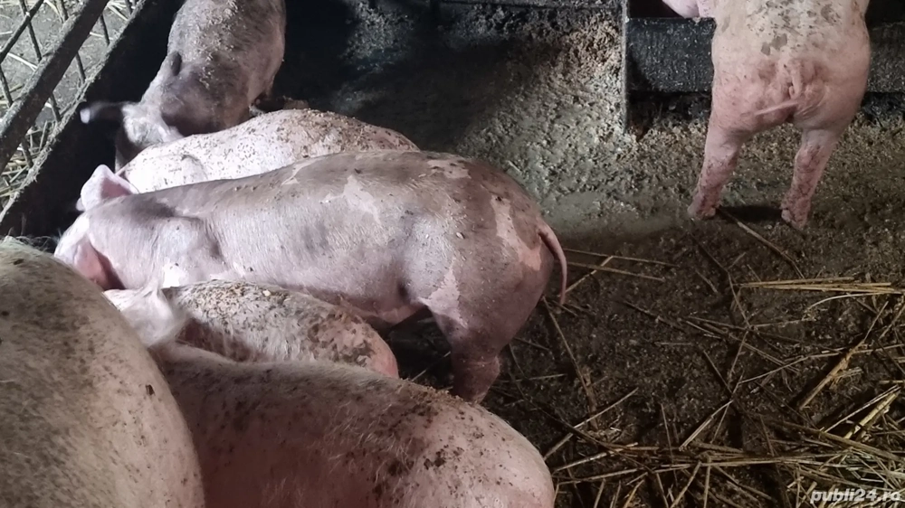 Purcei Petrain Purcei Petrain