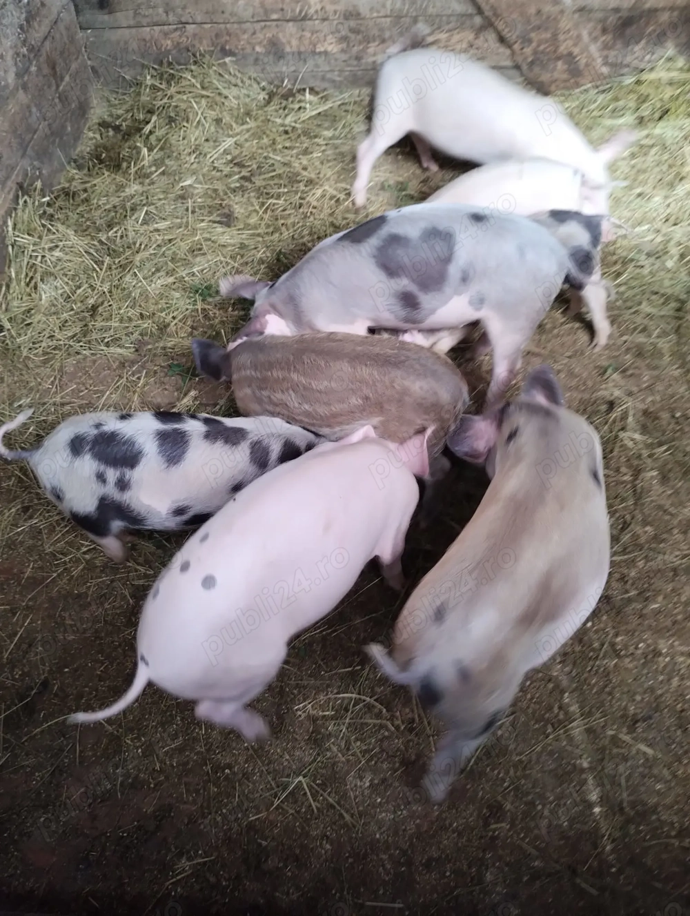 Purcei de vanzare - 550 RON Purcei de vanzare - 550 RON