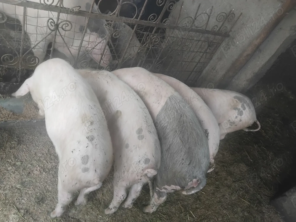 Vand 5 porci intre 30- 40 kg