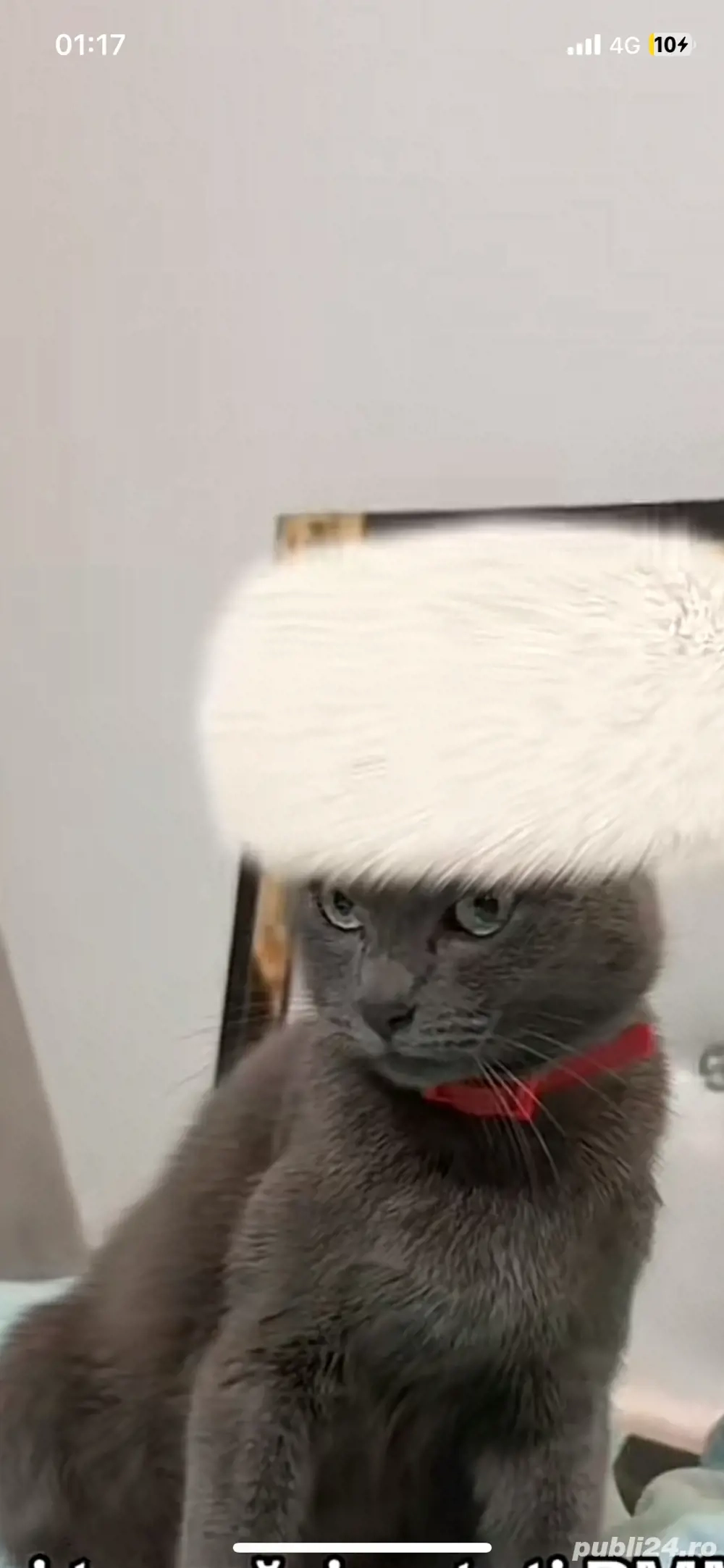 dau spre adoptie pisica dau spre adoptie pisica