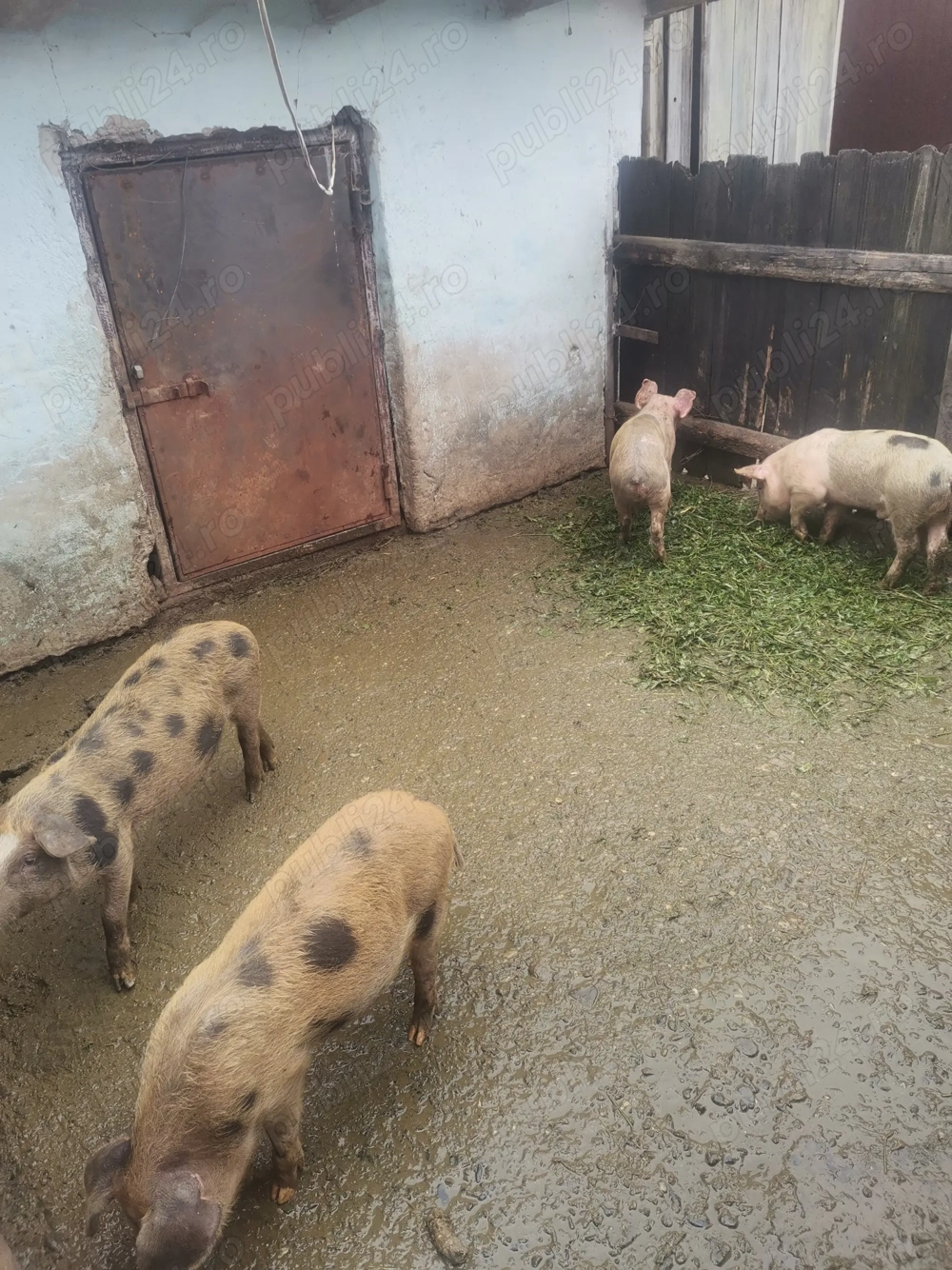 vând purcei crescuți natural 