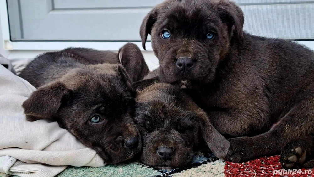 Catei cane corso Catei cane corso