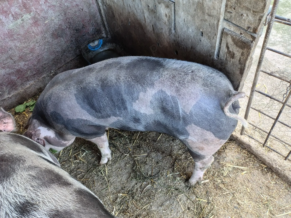 Purcea de vânzare Purcea de vânzare