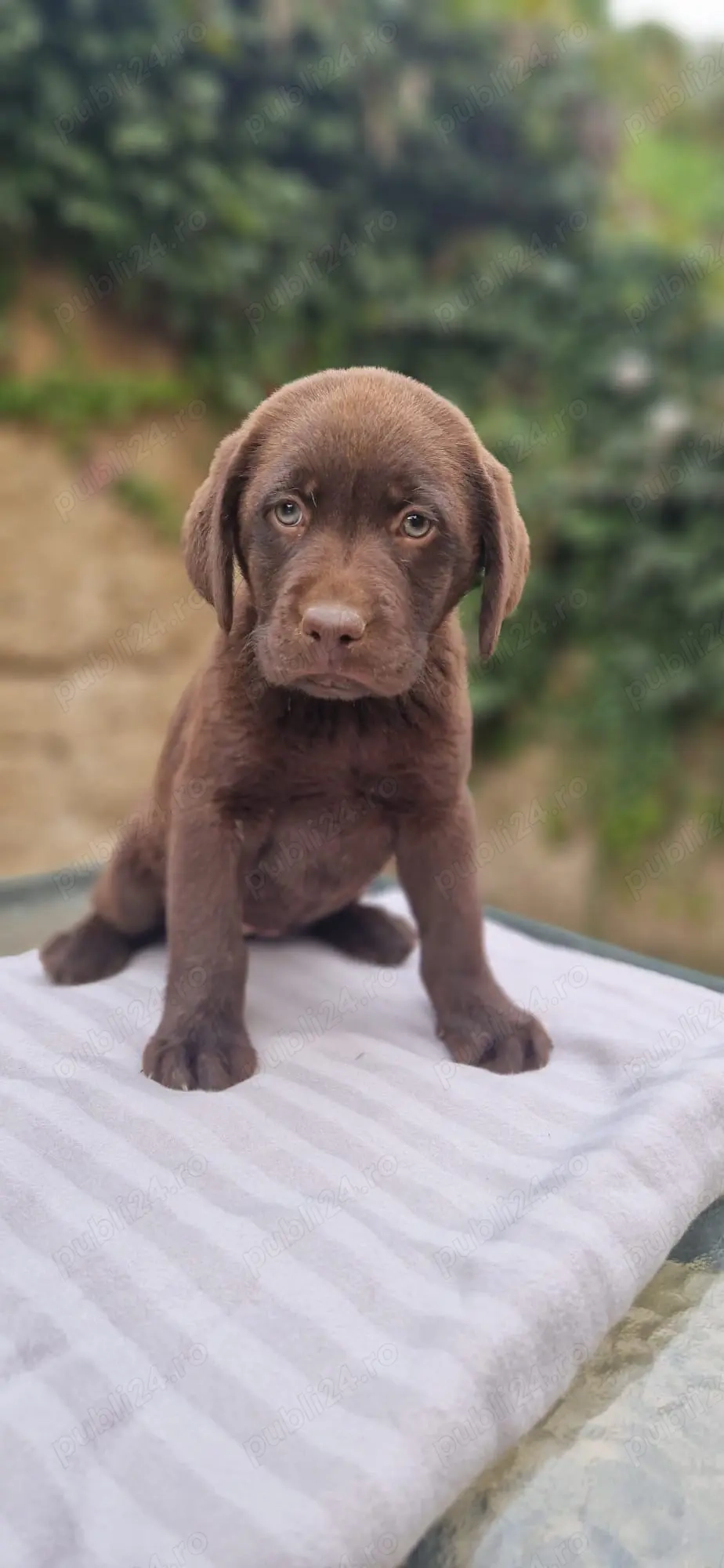 Labrador ciocolatiu și negru 
