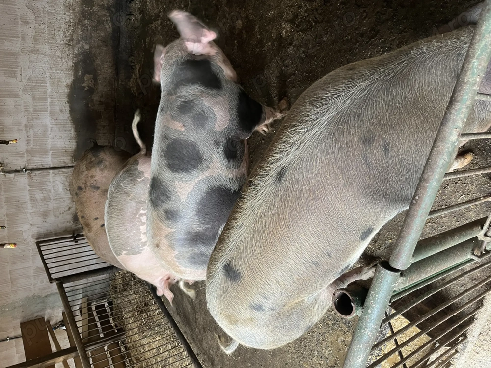 Vând porci între 150-200kg  Vând porci între 150-200kg