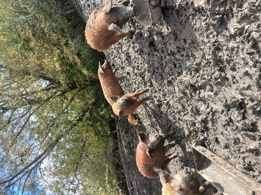 Vând grăsuni  mangalița 