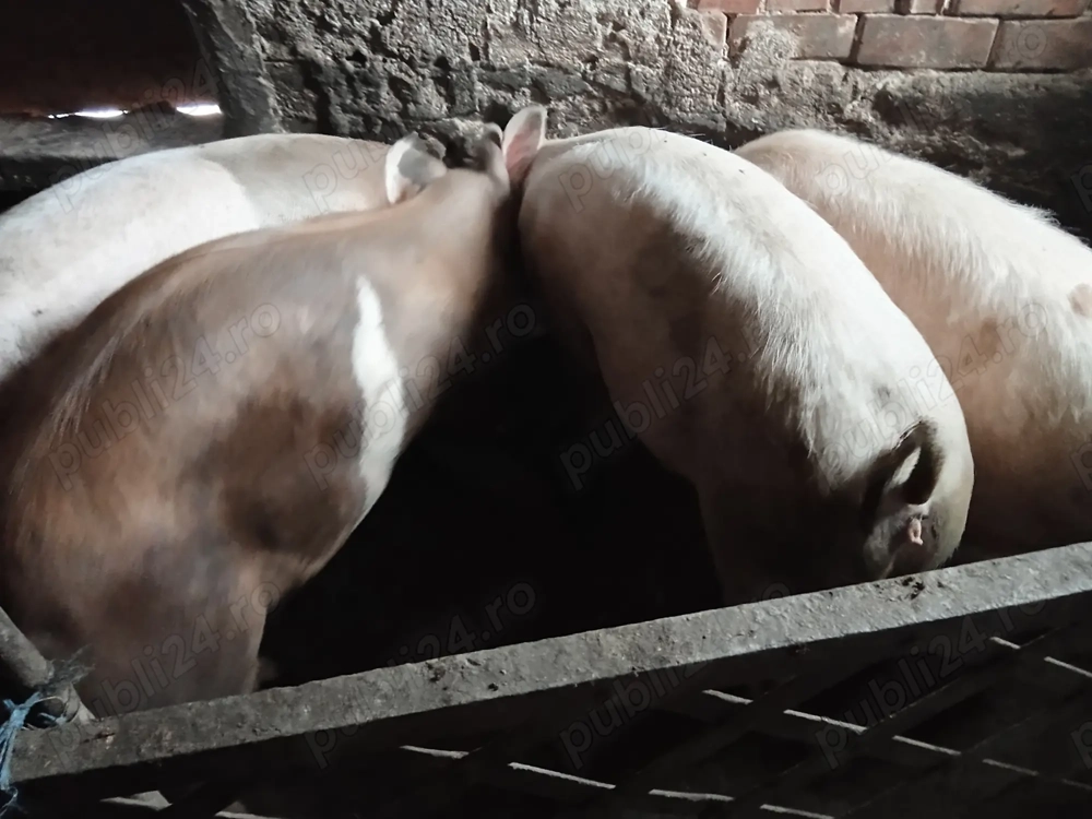 Oi și capre de vanzare