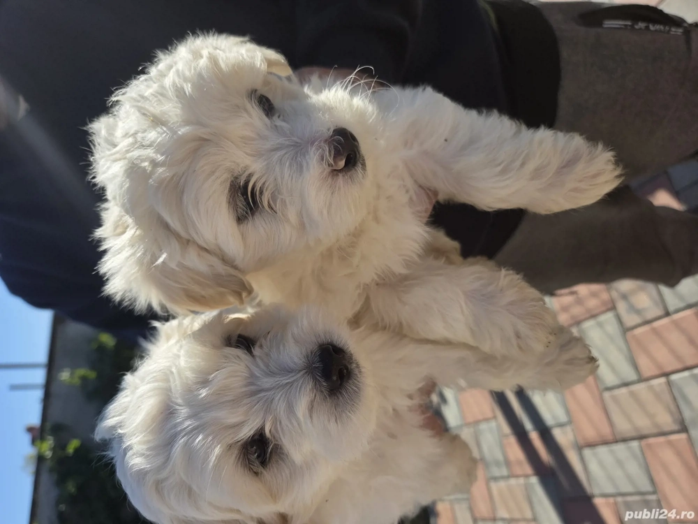 Bichoni  de vanzare Bichoni  de vanzare
