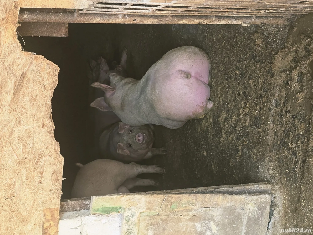 vand porci 100-300kg!