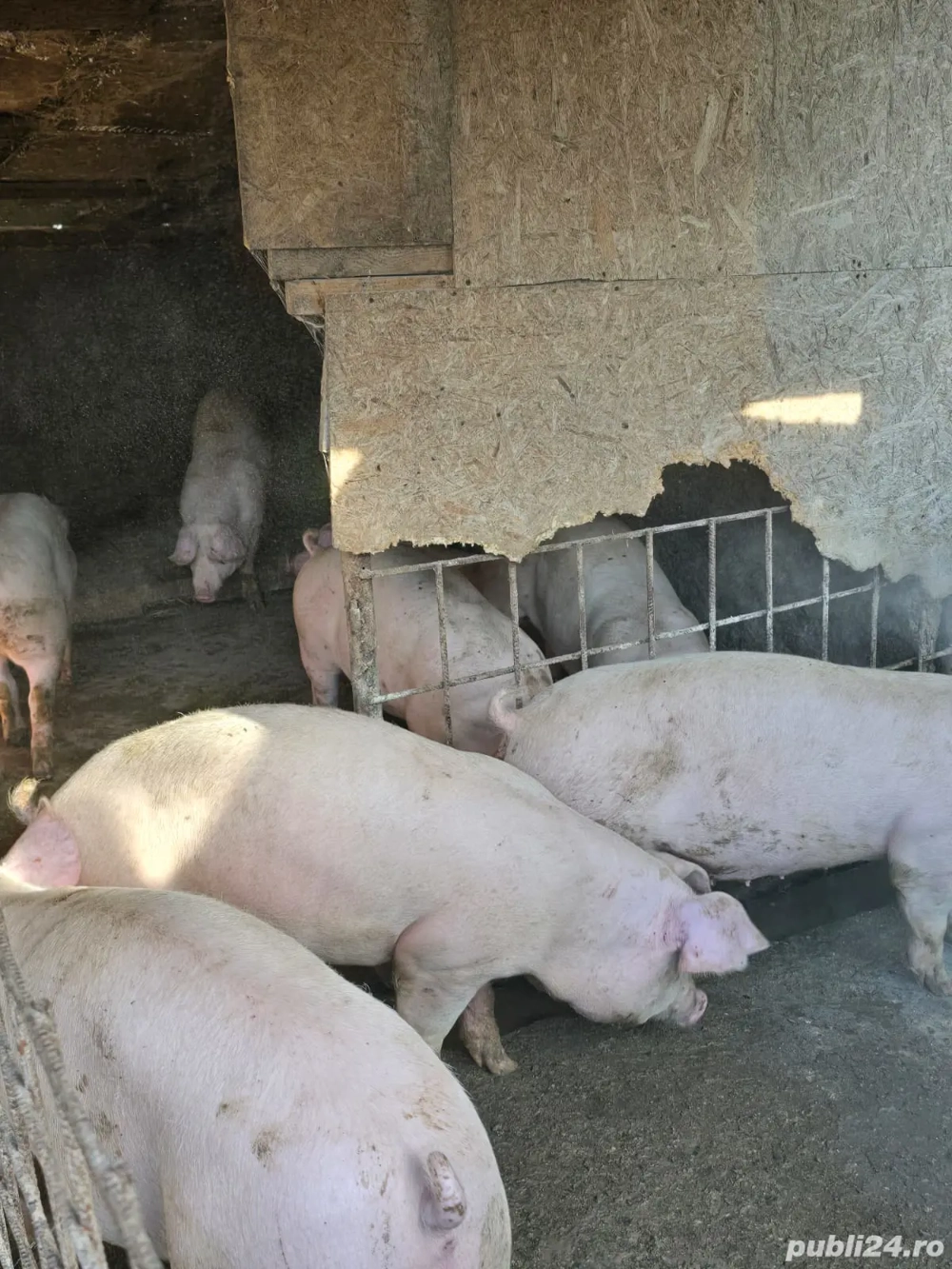 vănd porci 100-300kg