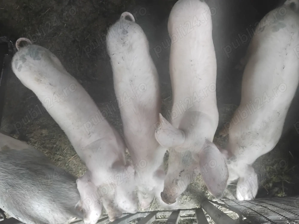 Porci de vanzare 30-40 kg Porci de vanzare 30-40 kg