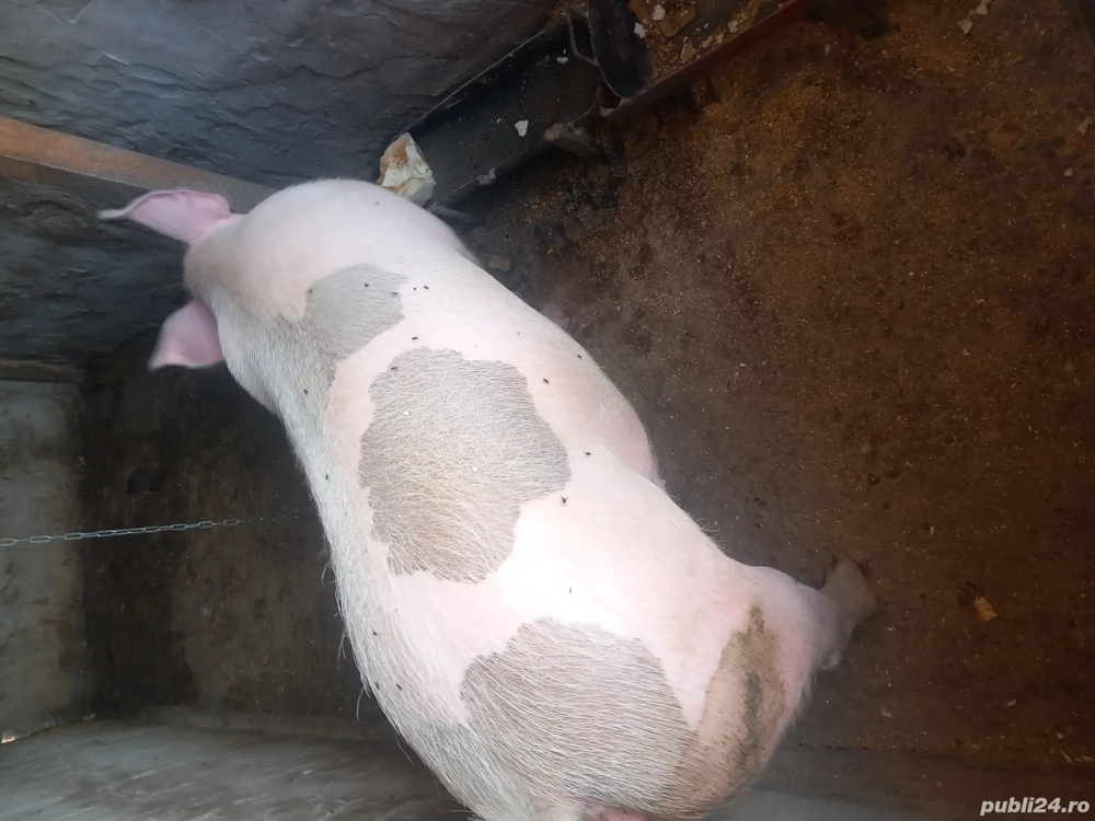 porci pentru Crăciun. 