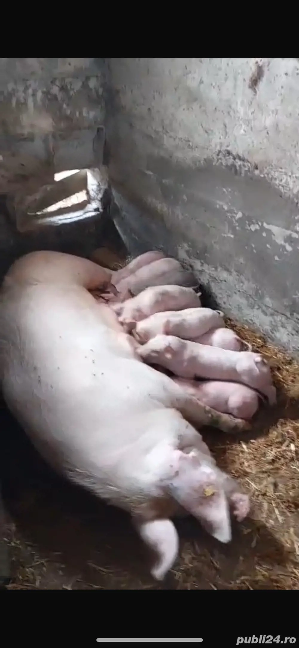 Vand porci mari, peste 250kg