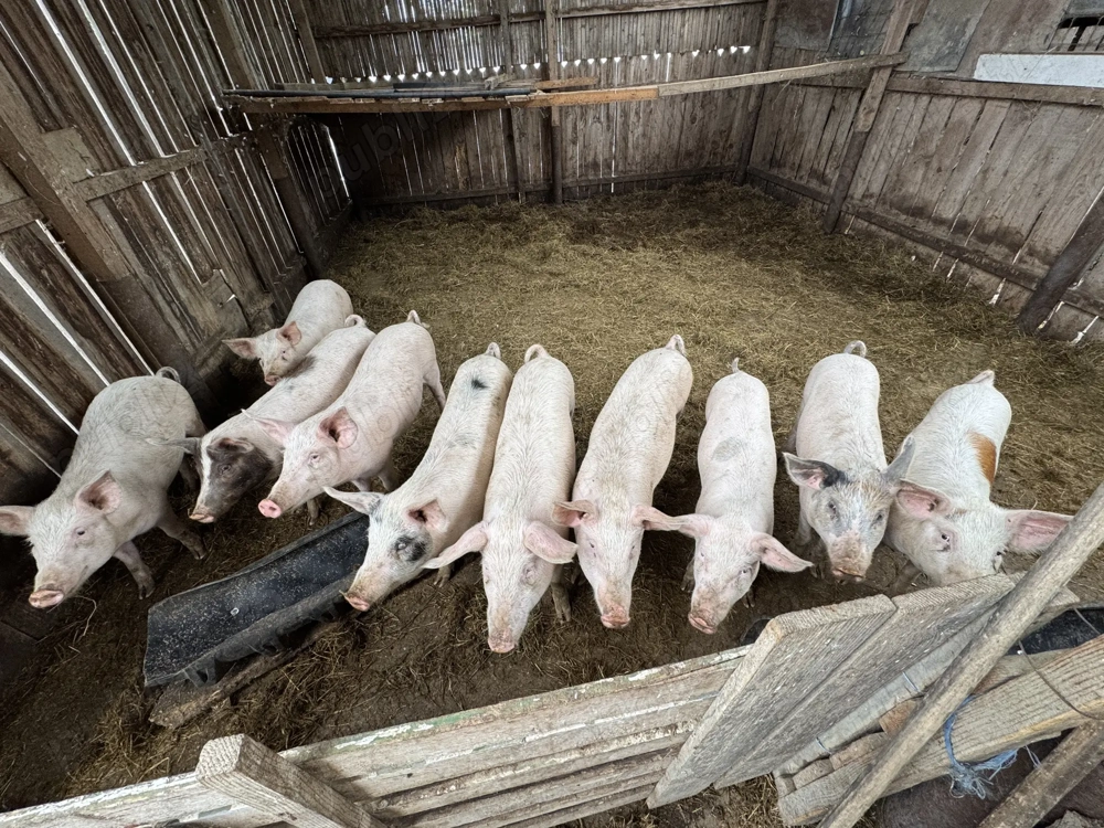 Vând purcei rasa Pietrain