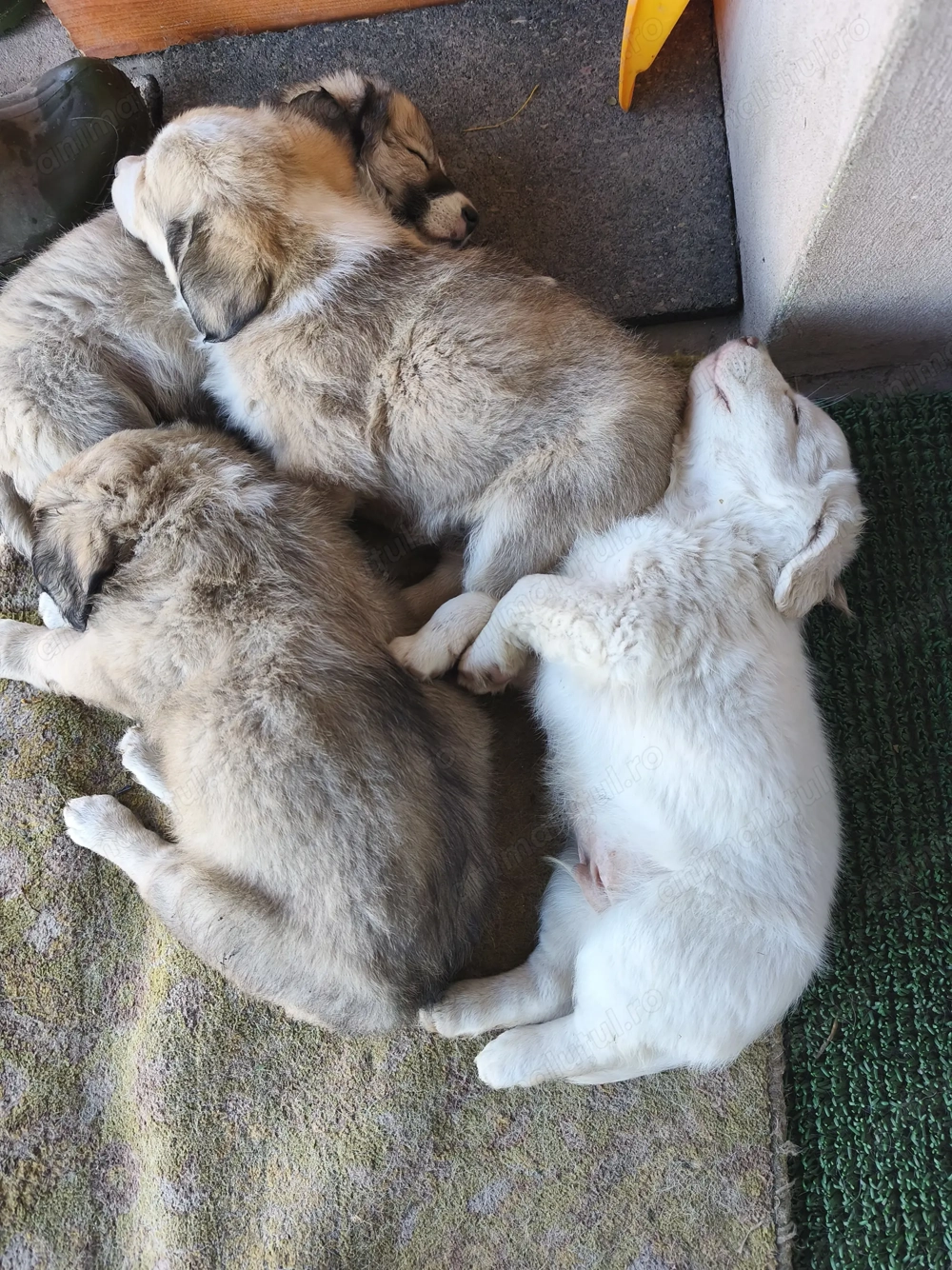 Ofer spre adopție catei