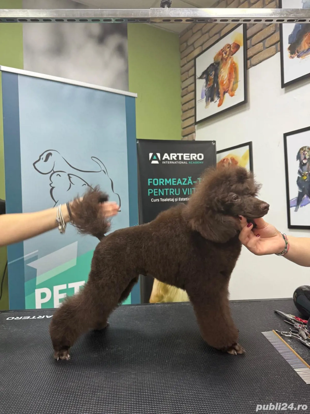 Poodle Caniche masculi maro, apricot si roșu 