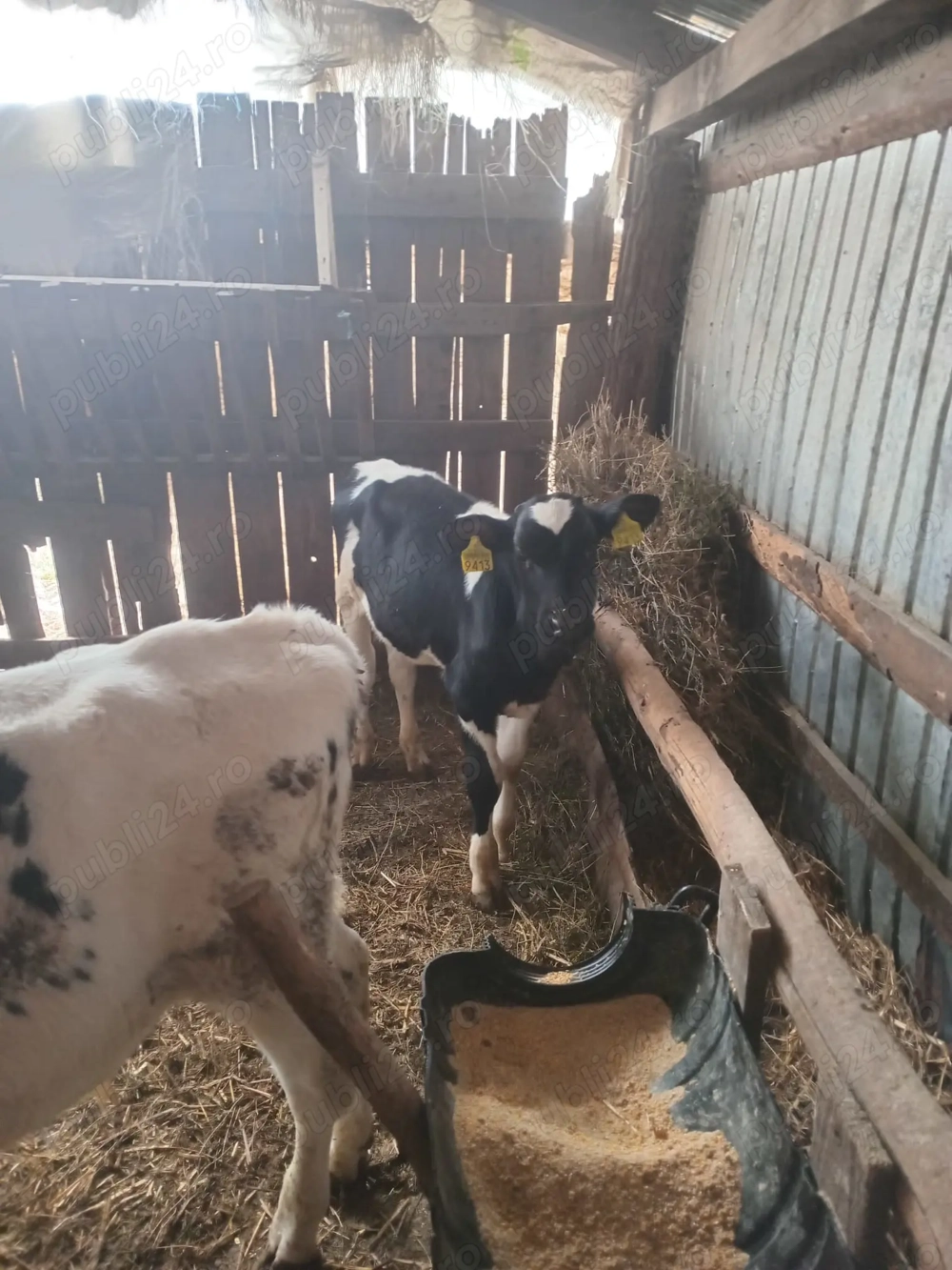 Vând 2 tăurași de 3 luni