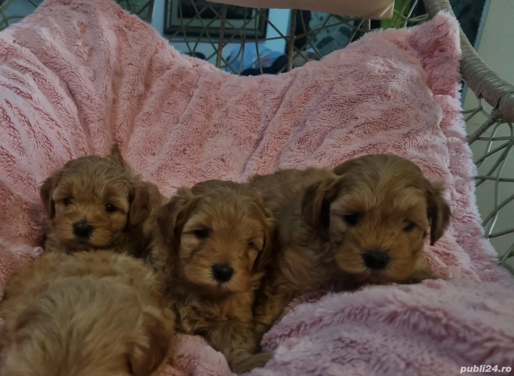 Maltipoo fetita si baietei Maltipoo fetita si baietei