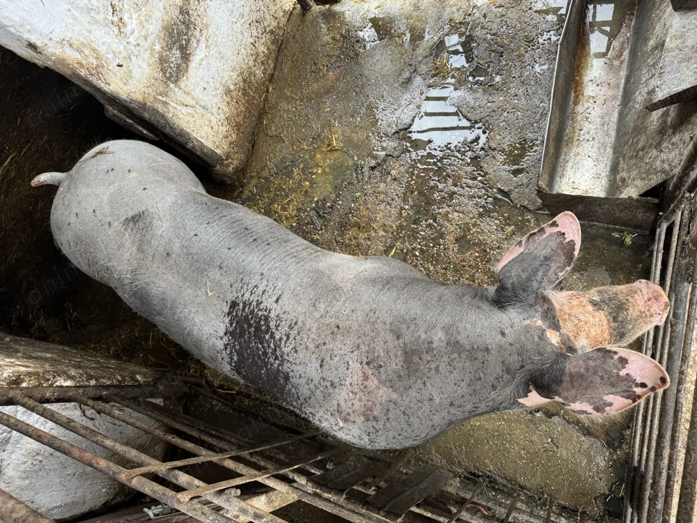 Vând porc de carne  150 kg Ineu