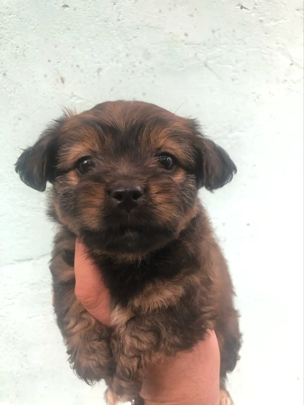 femela bichon havanez maro