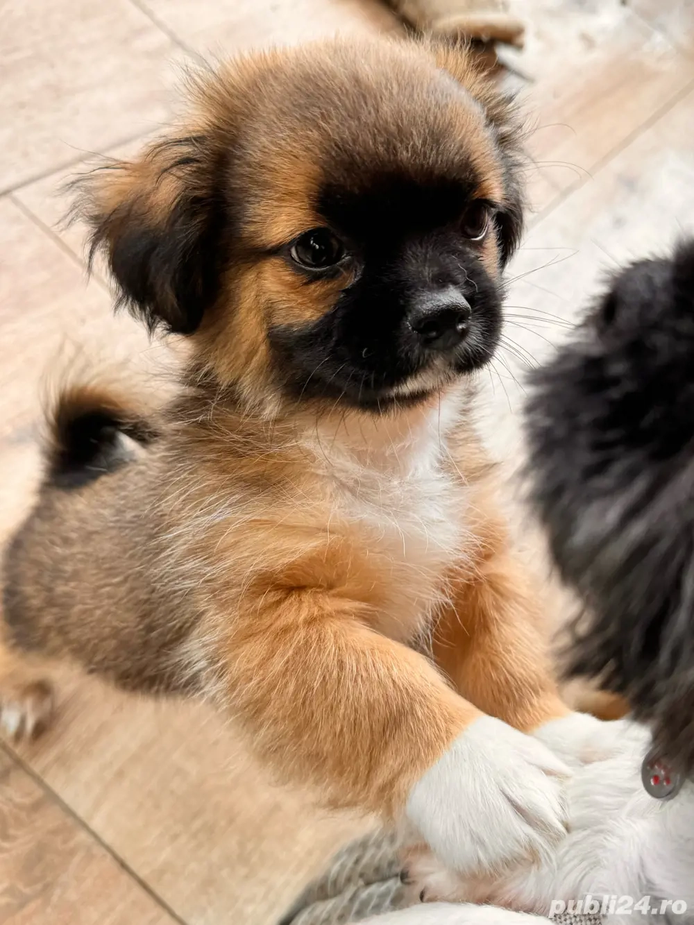 ShihTzu de vânzare ShihTzu de vânzare